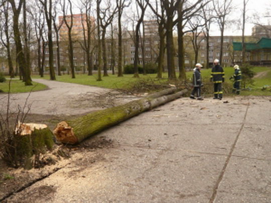 Silný poryv větru nevydržela vzrostlá lípa z novobohumínského parku