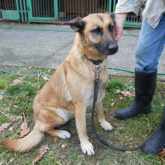 Při převozu k veterináři utekla fenka křížence ovčáka, viděli jste ji?