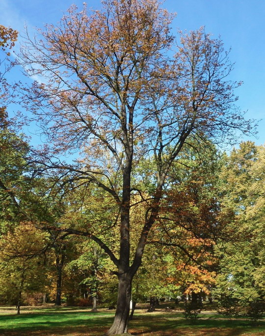1. Jírovec maďal (Aesculus hippocastanum)