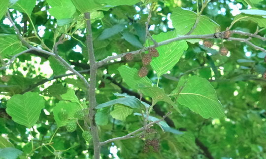 2. Olše lepkavá (Alnus glutinosa)