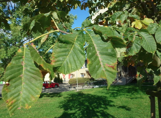 3. Jírovec červený (Aesculus x carnea 