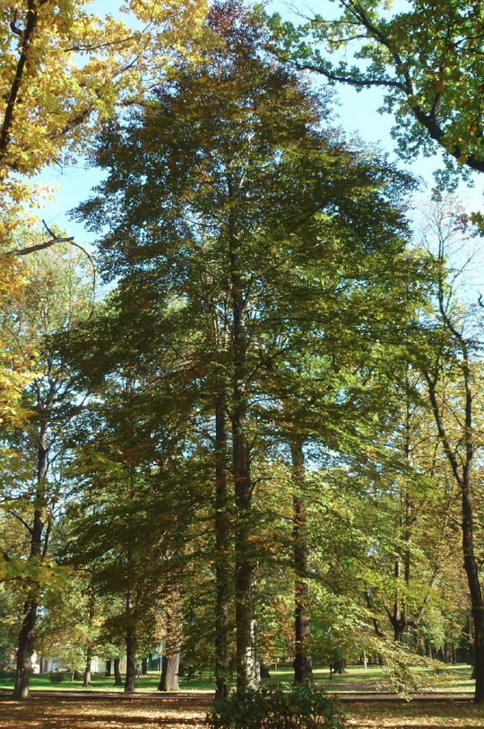 4. Buk lesní (Fagus silvatica „Atropunicea