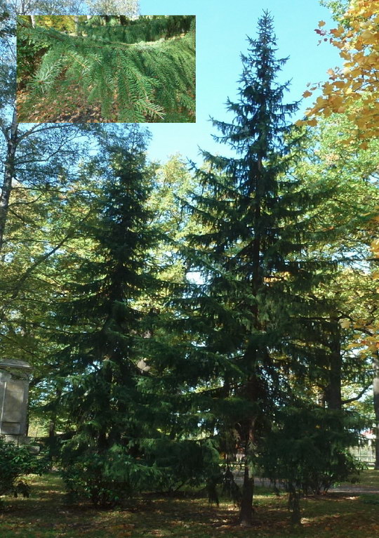7. Smrk omorika, Pančičův (Picea omorika)