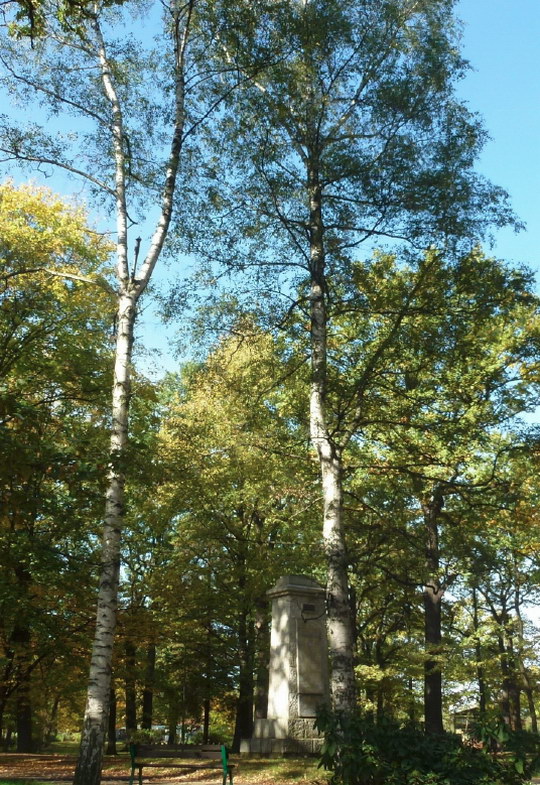 8. Bříza bílá (Betula verrucosa)