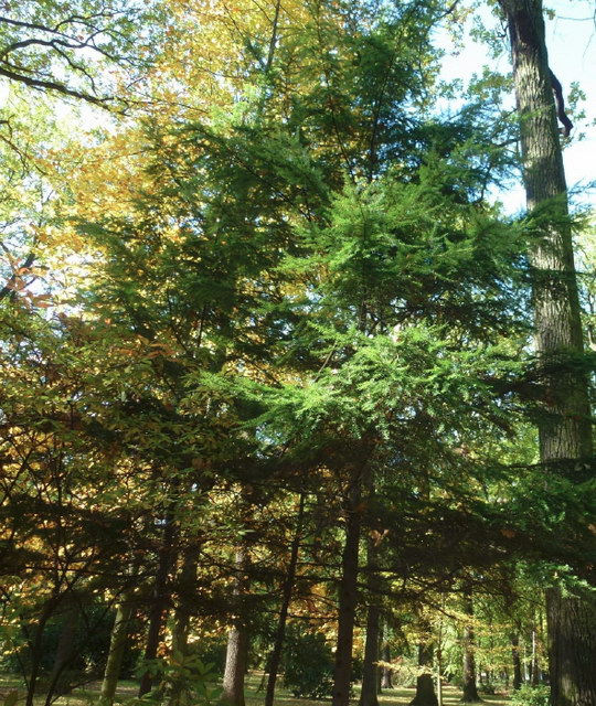 9. Jedlovec kanadský (Tsuga canadensis)
