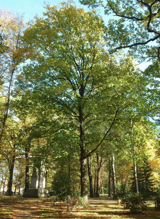10. Javor klen (Acer pseudoplatanus)