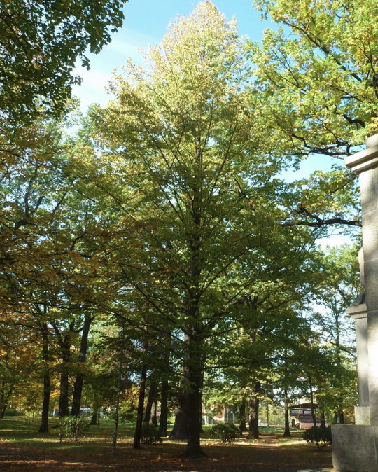 11. Lípa velkolistá (Tilia platyphyllos)