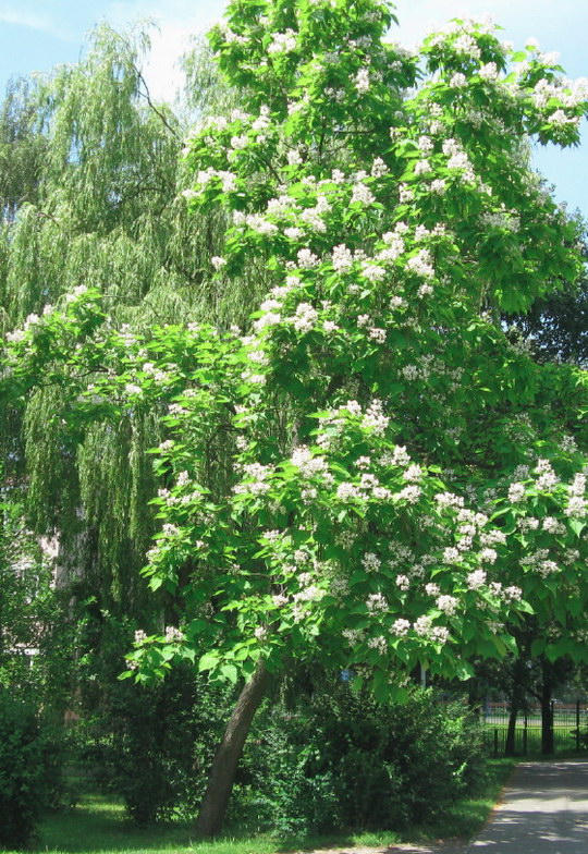 13. Katalpa trubačovitá (Catalpa bignonioides)