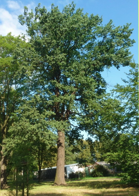 14. Dub letní (Quercus robur)