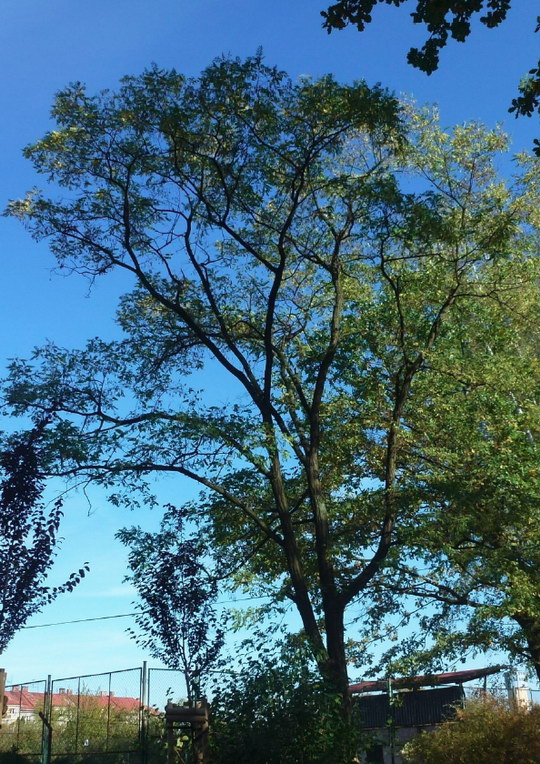 15. Akát bílý (Robinia pseudoaccacia)