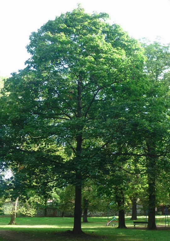 16. Javor mléč (Acer platanoides)