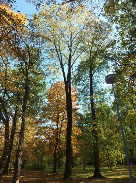 17. Jasan ztepilý (Fraxinus excelsior)