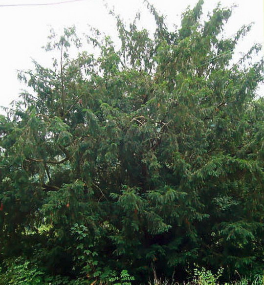 18. Tis červený (Taxus baccata)