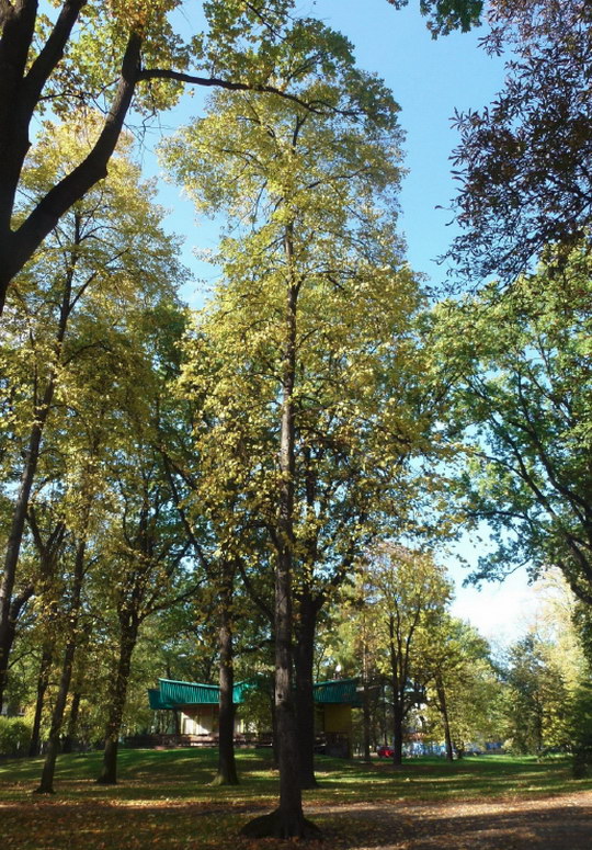 20. Lípa zelená, krymská (Tilia x euchlora)