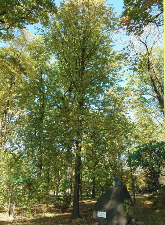 21. Jeřáb břek (Sorbus torminalis)