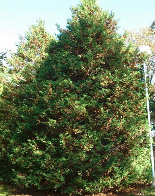 22. Cypřišek hrachonosný (Chamaecyparis pisifera)