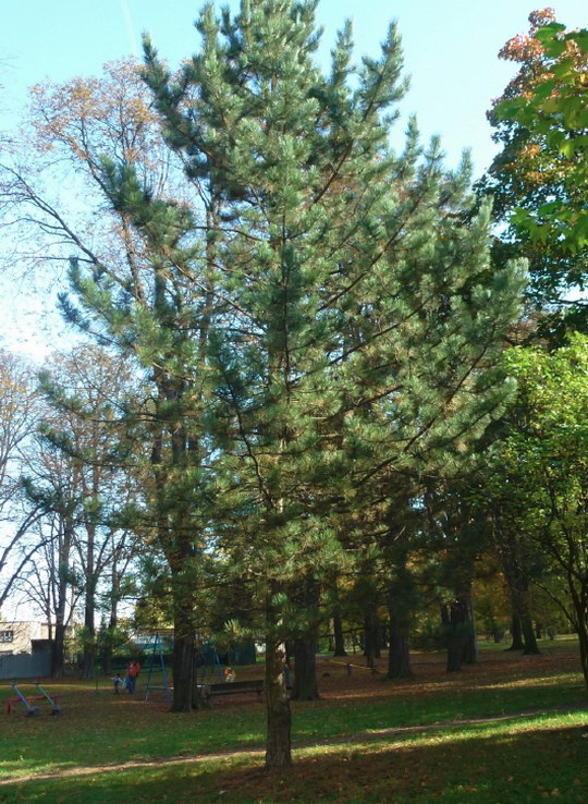 23. Borovice černá (Pinus nigra)