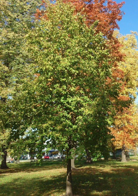 25. Líska turecká (Corylus colurna)
