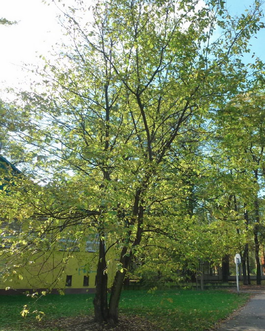 26. Jilm horský (Ulmus glabra)