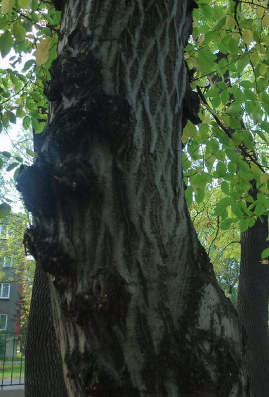 29. Habr obecný (Carpinus betulus)
