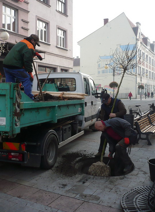 Pěší zóna má znovu stromy, zahradníci vysazují nové kusy