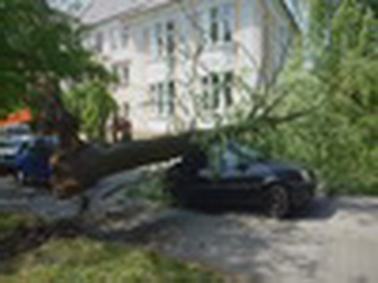 Vyvrácený strom zranil školáka - show video