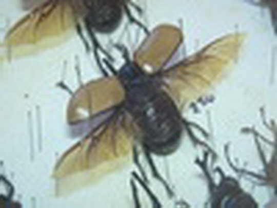 Entomologická burza poprvé ve Starém Bohumíně - show video