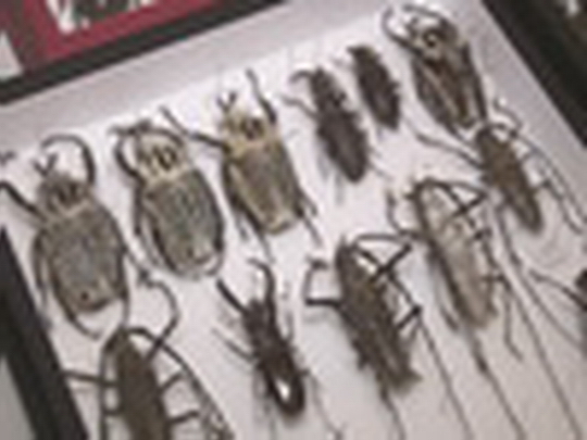 Entomologická burza a výstava na hranici - show video