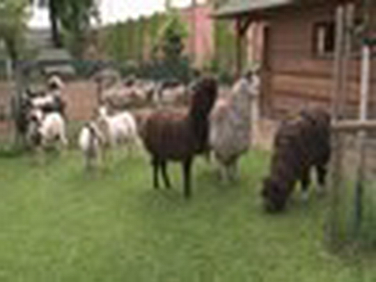 Stříhání vlny ovcí a beranů v Mauglího ranči - show video