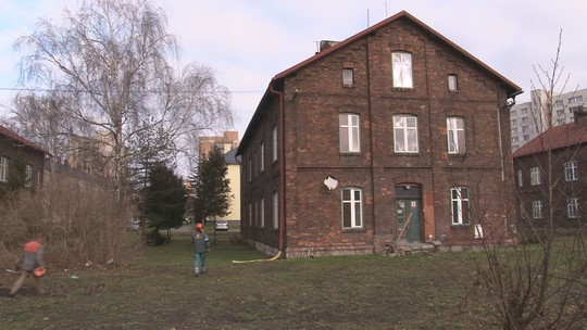 Probírka nemocných a dožívajících stromů v kolonii - show video