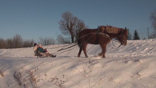 Labutě a další ptáci v době mrazů na Odře u Bohumína - show video