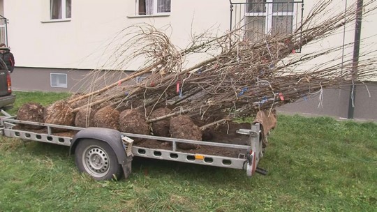 Bohumín letos vysadí nový park a dvě aleje - show video