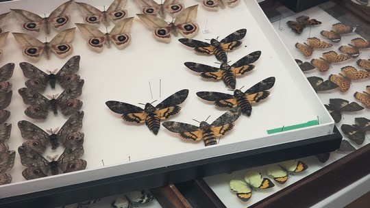 Devátá entomologická výstava ve Starém Bohumíně - show video